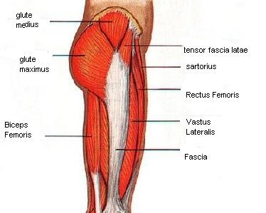 Muscles Of The Leg Can Be Bent And Straightened 42